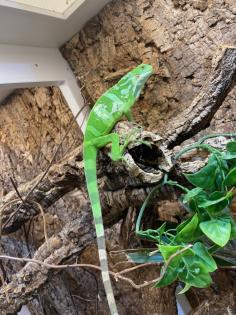 Fidji Leguan Brachylophus Fasciatus