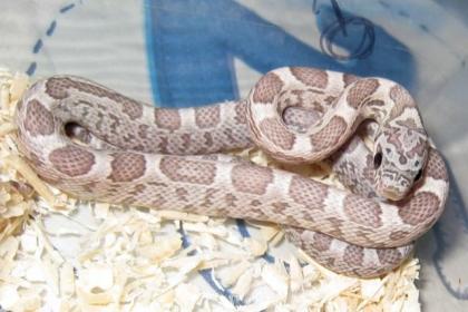 11 Nachzug von Wildfarbe het sunkissed ghost motley x Wildfarbe het sunkissed g