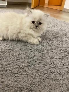Perser Kitten