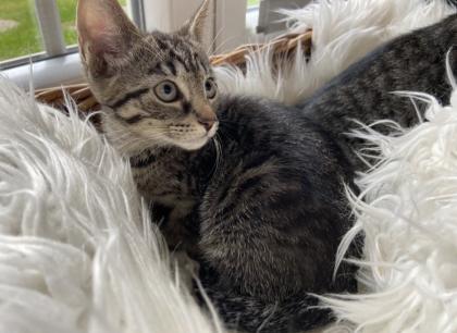 Russisch Blau Mix Kitten