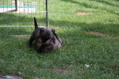 Cairn Terrier Welpen suchen liebe Besitzer