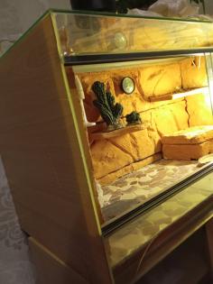 Terrarium, zwei Leopardgeckos