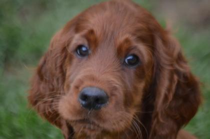 Irish Red Setter Welpen m. VDH-Papieren