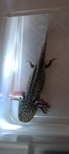 Axolotl Jungtiere ab 15 cm