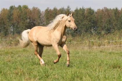 Quarter Pony Hengst - Blues Starlight - Deckanzeige