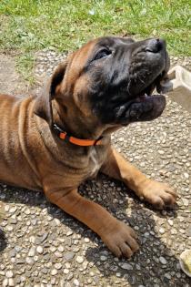 Dogo canario Welpen