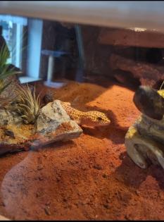 0. 3. Leopardgeckos mit Terrarium und Zubehör