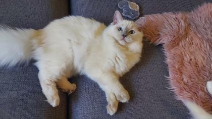 Ragdoll mädchen mit Stammbaum
