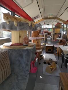 Katzenpension Eisenlauer