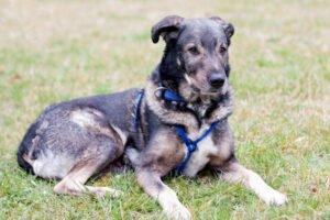 BUTCHI - männlich 8 Jahre 65 cm 32 kg Schäfer-Mix Gechipt Nicht kastriert