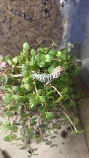 Halsbandleguan Nachzuchten crotaphytus collaris