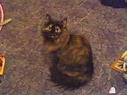4jahre alte katze