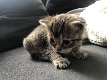 Katzenbabys geboren 23. 4. 23