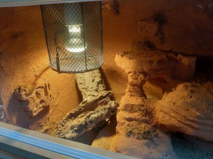 Komplettes Terrarium mit Leopardgecko