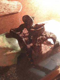 Boa Constrictor inklusive Terrarium