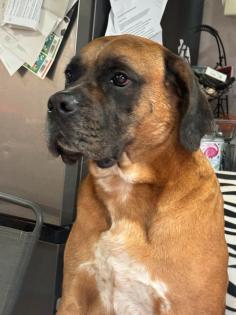 Doggen-Boxer-Mix in guteHände zu verkaufen