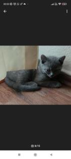 Wunderschöne Bkh kitten suchen neue Dosenöffner