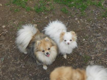 Bezaubernde echte junge Pomeranianmädchen in seltenen Farben mit VDH-FCI-Papier