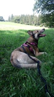 Husky-Malinois W / 3 Jahre alt abzugeben