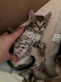 Sphynx Kitten