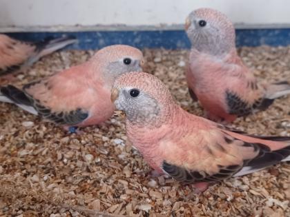 Bourkesittich Hennen in opalin rosa von Mai23