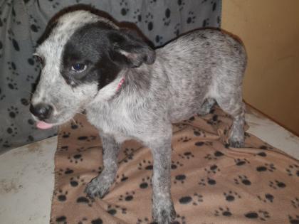 Australien Cattle Dog Mix, Texas Heeler, Australien Cattle dog x Shepard