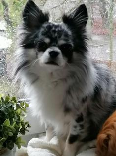 Deckrüde Chihuahua Silber Merle