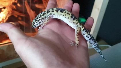 Leopardgecko