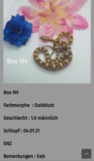 Kornnatter Nachzuchten