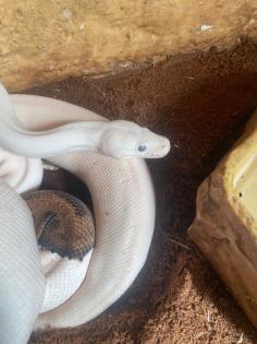 3 x Königspython Python Regius zu verschenken