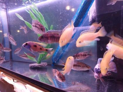 Guppies, Platys, Buntbarsche, Welse am 1. 09. 24