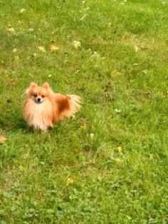 Pomeranian Rüde 1 Jahr alt