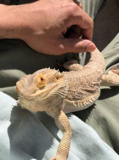 Bartagame Pogona Bearded Dragon Terrarium Zubehör