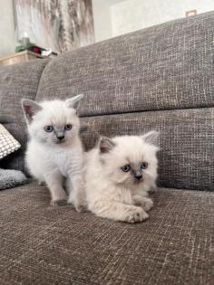 Britisch Kurzhaar Kitten
