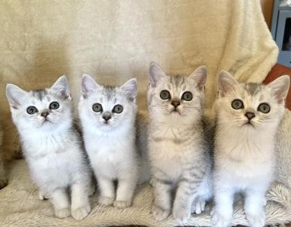 BKH silver shaded Kitten