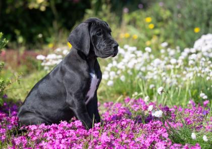 Wunderschöne schwarzes Deutsche Doggen Mädchen, geb. 17. 03. 2023