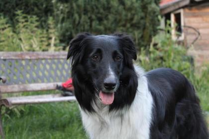 Australian Shepherd x American Collie Welpen
