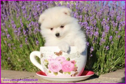 Micro Teacup Pomeranianrüdenwelpe weiß
