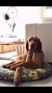 Vizsla, Ungarischer Jagdhund