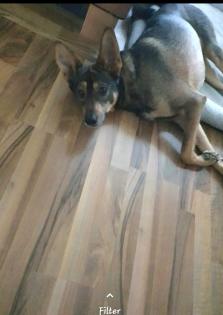 Shako ist ein lieber Kerl, ein toller Familienhund