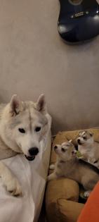 Reinrassige Sibirien Husky