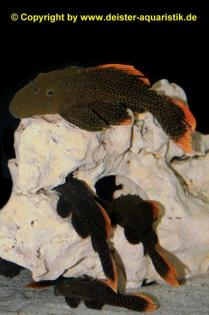 L600 / LDA07 Pseudacanthicus leopardus