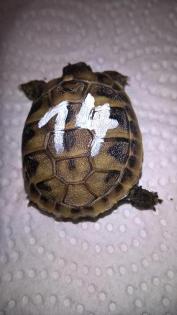 Griechische Landschildkröten Nachzucht 2021