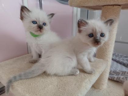 Heilige Birma Kitten