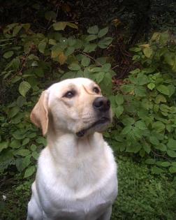 GELBER LABRADOR DECKRÜDE MIT DECKERFAHRUNG STEHT GÜNSTIG IN COTTBUS ZUM DECKEN