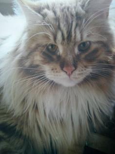 Stattlicher Main Coon Kater sucht neues Zuhause