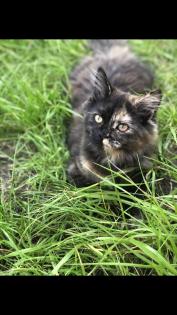 Katze Dori sucht ein liebevolles Zuhause