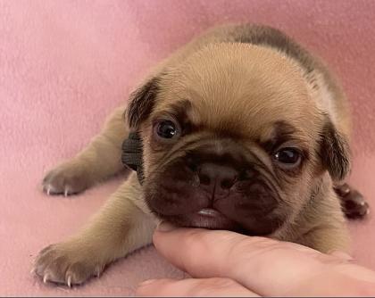 Französische Bulldogge mit Papiere
