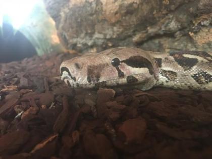 Boa Constrictor inklusive Terrarium