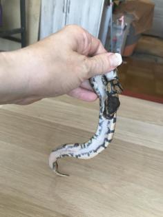 Granite Yellowbelly Enchi het Piebald 6 male